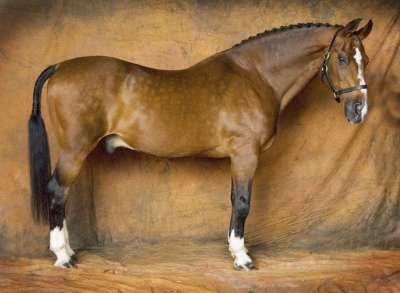 Zwingli - Dutch Warmblood Stallion